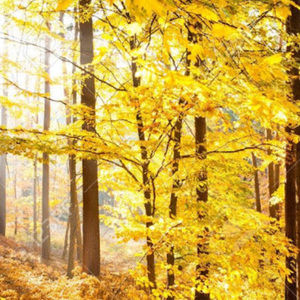 Meet your Posher, Kairu